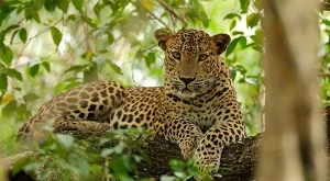 Yala National Park
