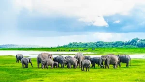 Minneriya National Park