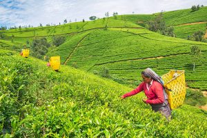 Nuwara Eliya – Little England